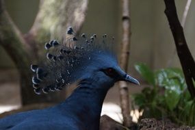 crown pigeon bird