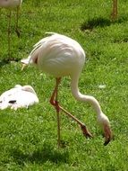 white flamingo on green grass in the bright sun