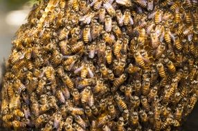 swarm of bees on honeycombs