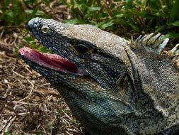 Lizard Animal in Jungle closeup