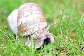 macro view of snail in the shell in summer