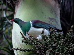 dove with a red beak on a tree close up