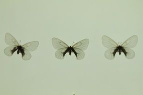 Exhibition of the butterflies