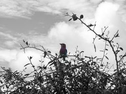 Bird on branch at sky, black and white