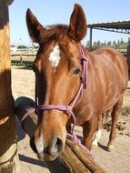 charming Horse Brown Animal