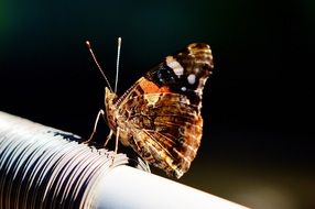 brown butterfly on a pipe close-up on a blurred background