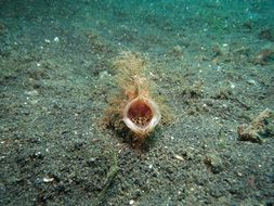 anglerfish in wildlife in ocean