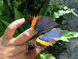 stunningly beautiful Butterfly