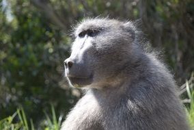 grey baboon in wildlife