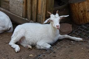 white goat in the aviary