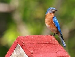 Eastern Bluebird in the wildlife