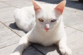 white cat on the tiled floor