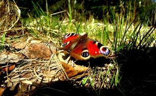 red Butterfly