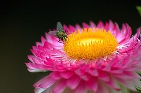 insect sitting on a flower