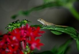 lizard on scarlet flower