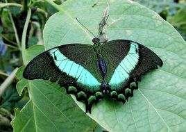 large black and white butterfly on a green leaf