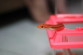 Orange snake