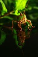 locust close up