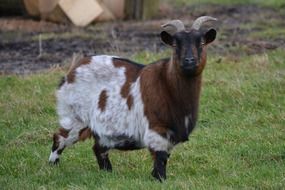 grey brown goat