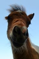 photo of the head of a brown horse close up