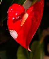 white beetle on a red shiny flower, Australia