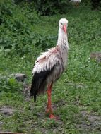Wet Stork stays on Meadow