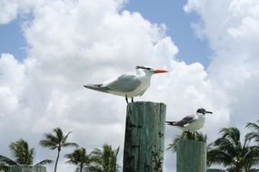 seagulls on a background of palm trees and cloudy sky