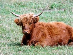 funny fluffy Cow laying in meadow