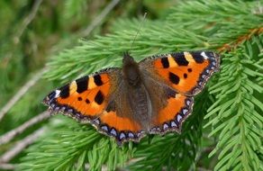 Colorful butterfly on a branch of spruce