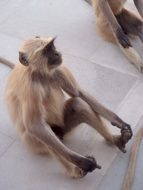 Monkey sits on stone floor, India