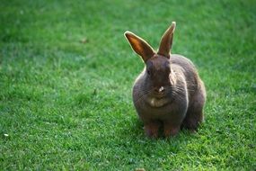 sweet brown rabbit on the grass