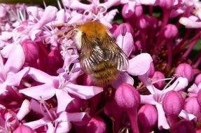 red bumblebee on pink flowers, Macro