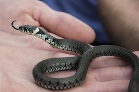 grey Slowworm on hands