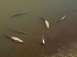 Crocodils in river