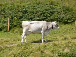 cow on pasture