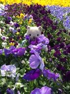 teddy bear among flower beds