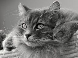 Grey Siberian cat