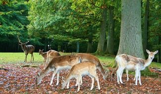 deer in a forest glade