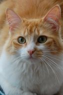 Domestic orange and white cat