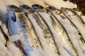 Fish Fresh Market