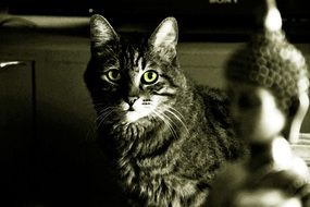 adorable Cat Black And White photo