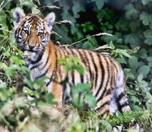 striped tiger in the wild