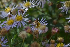 insect on chamomile in autumn
