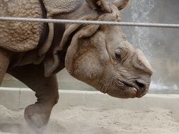 aggressive rhino in the pen