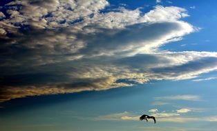 bird flies under the clouds in the sky