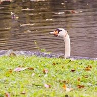 white swan head