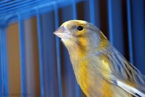Picture of Canary Bird in a cage