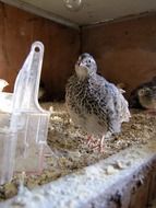 quail in the cage