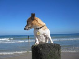 Jack Russell on Zealand