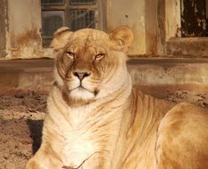 gorgeous Lion in Africa portrait